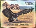 Lappet-faced Vulture (Torgos tracheliotos)